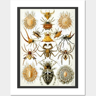 Arachnids by Ernst Haeckel Posters and Art